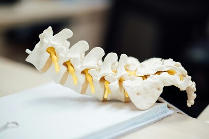 Model of a spine in a chiropractor's office.